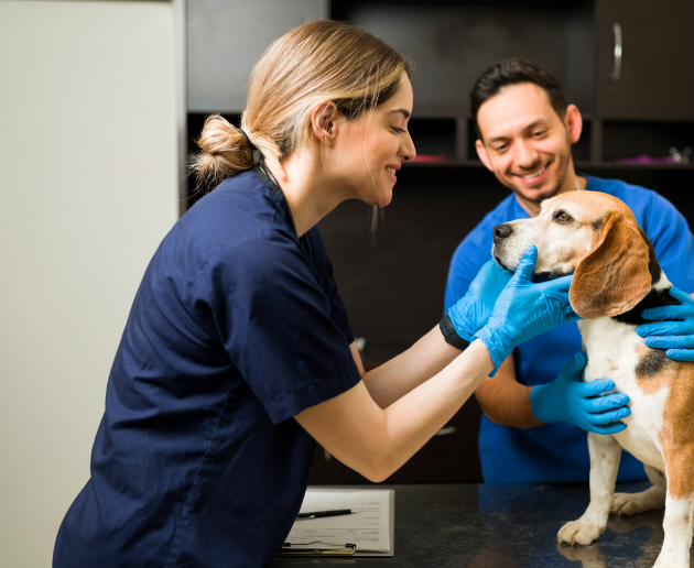 How a pet care company used Payro to grow their services and customer base